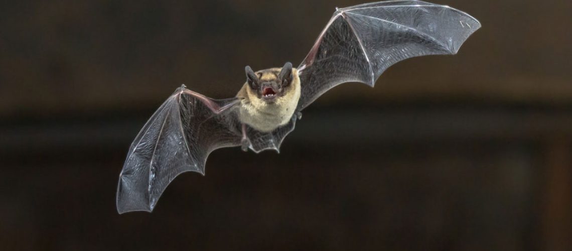 Cincinnati Bat Removal